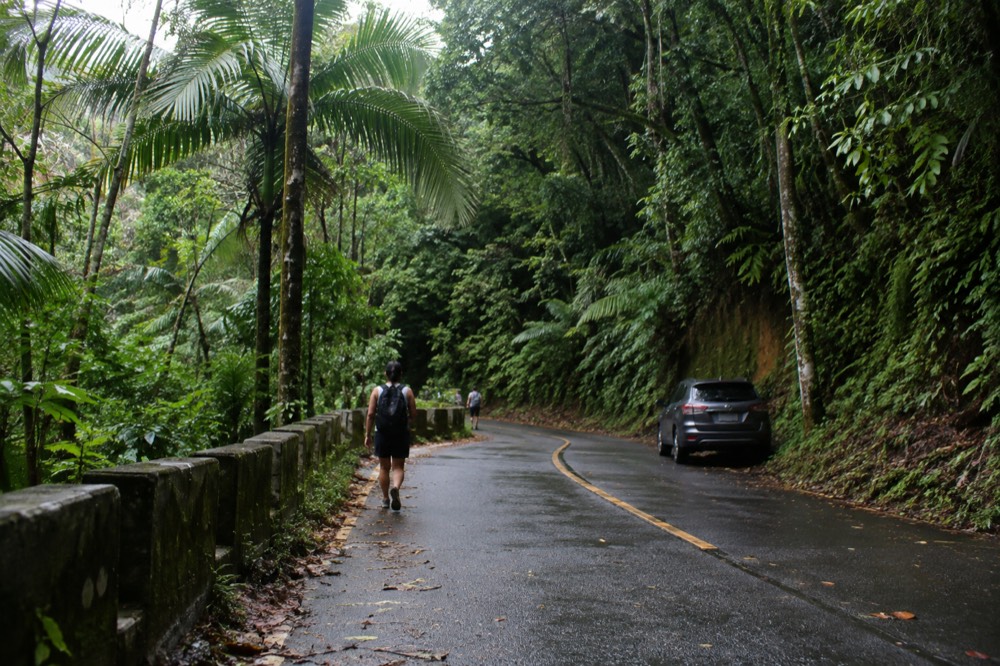 A paved mountain road curving through tall green rainforest vegetation