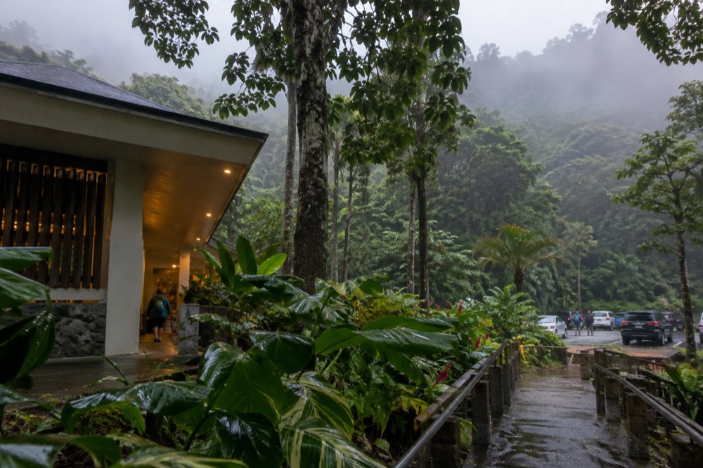 Dense rainforest canopy with broad green leaves and mist between the trees