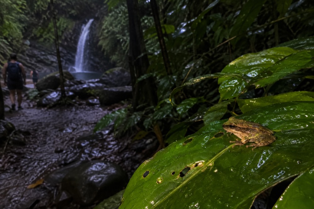 Tiny green and brown tree frog resting on a broad wet leaf
