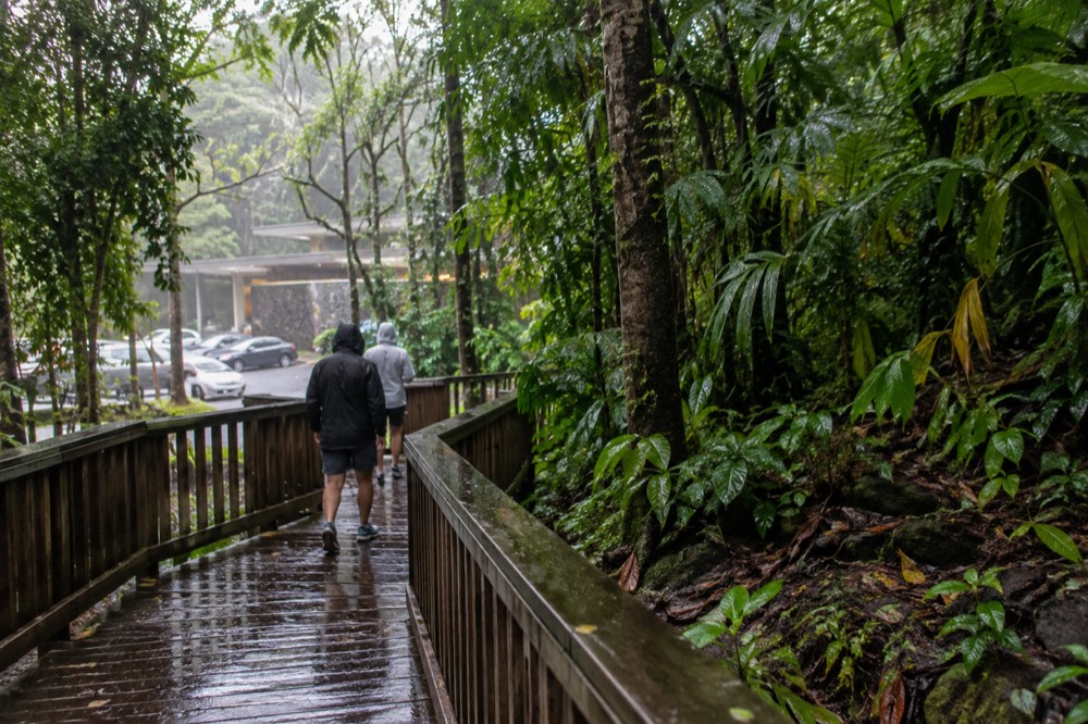Wooden boardwalk cut through dense rainforest understory with wet leaves and exposed roots