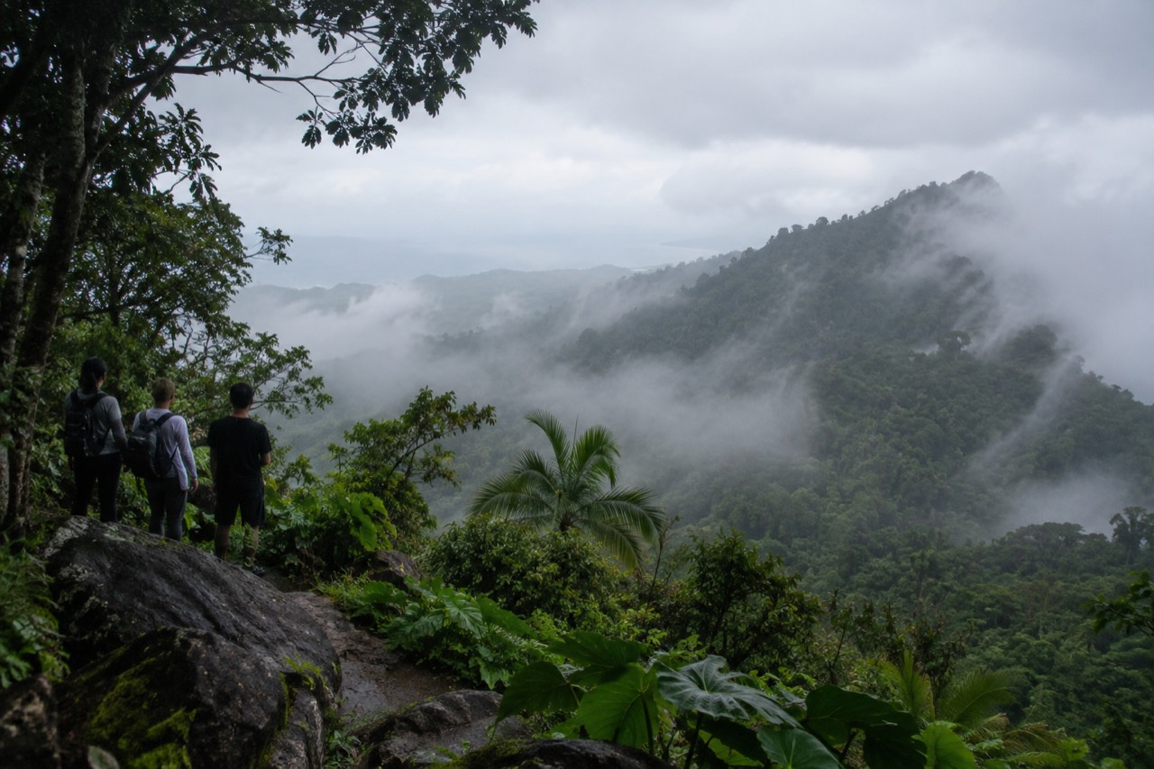 Dense green rainforest slope under low clouds, with broadleaf trees and vines
