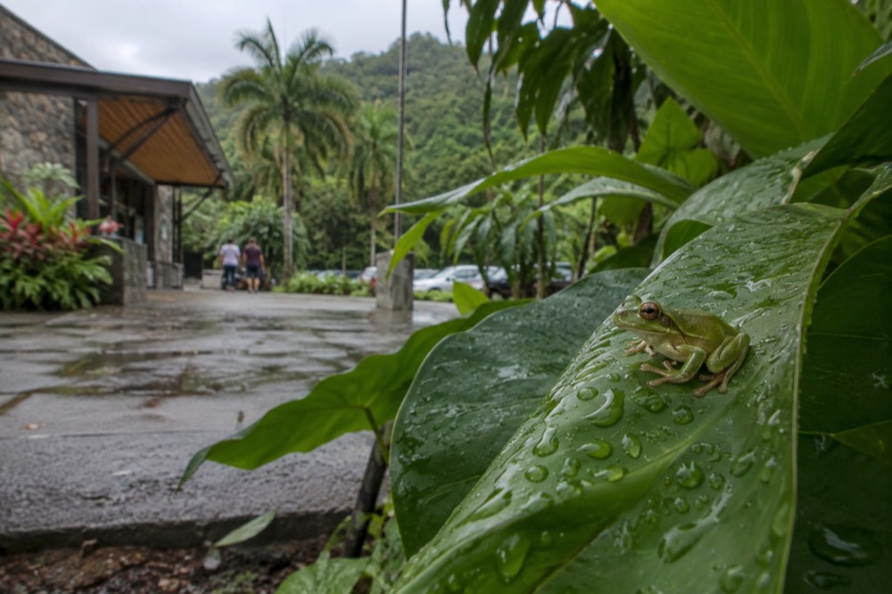 A small tree frog clinging to a broad wet leaf in green forest light