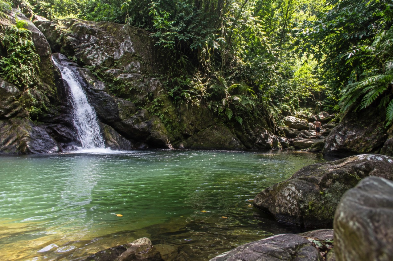 A forest river pool below mossy rocks under dense rainforest canopy