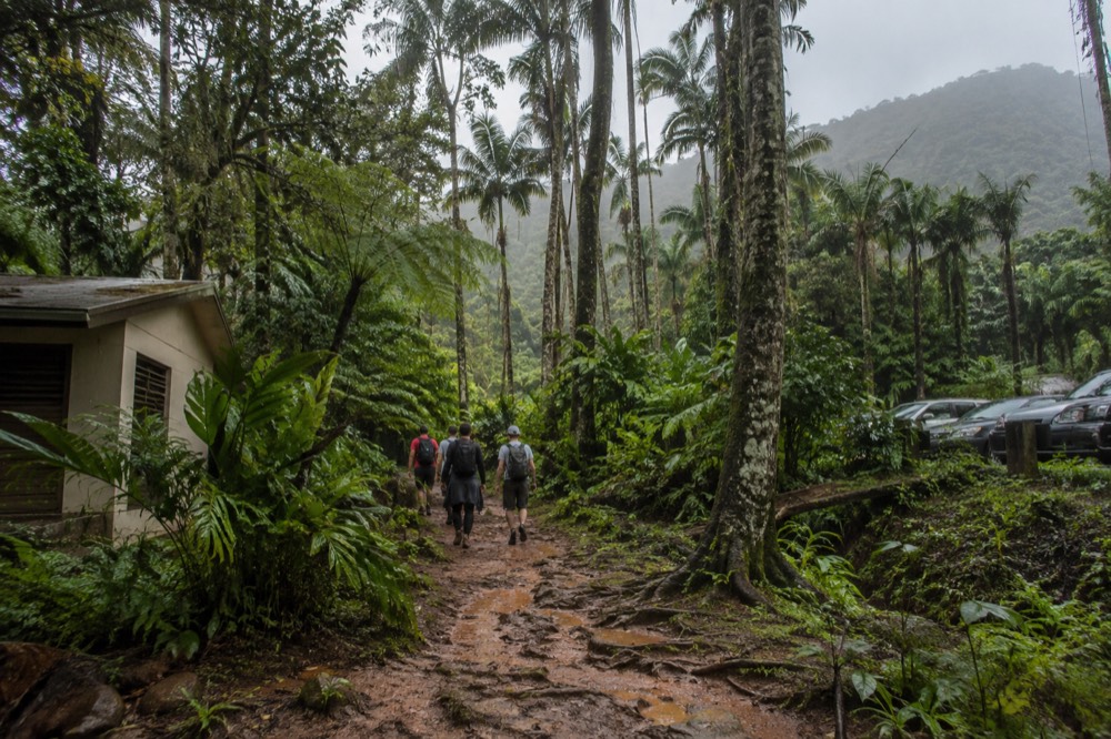 A small group of hikers walking a muddy path beside a rushing rainforest stream