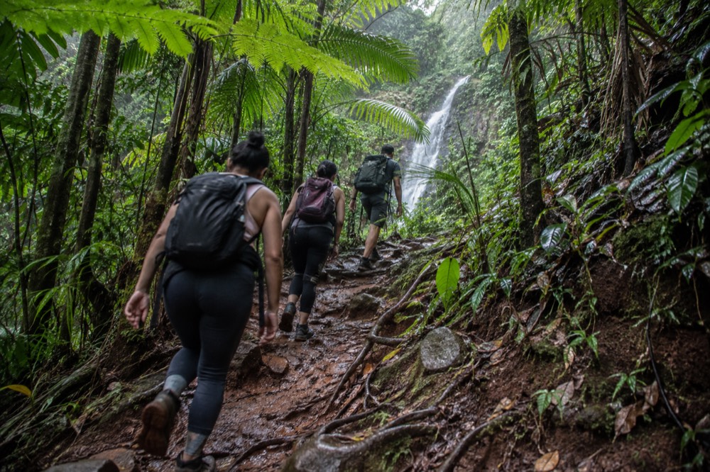 A small group of hikers follows a guide along a muddy trail surrounded by giant ferns and tropical trees