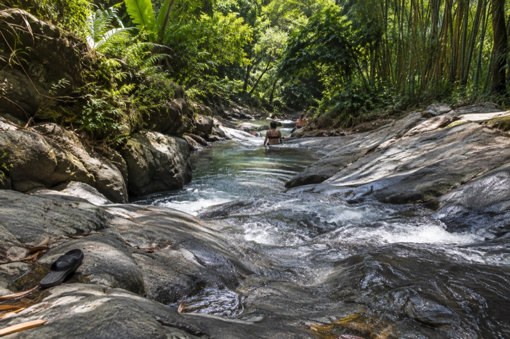 A shallow mountain stream flowing over smooth rocks beneath tall green trees