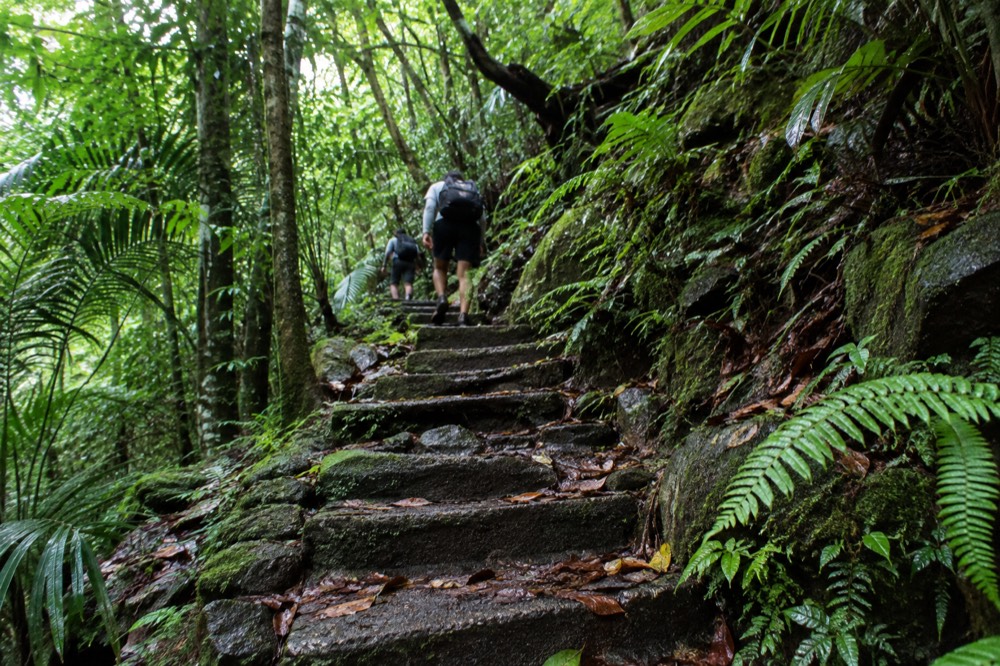 Mossy stone steps winding through dense green rainforest