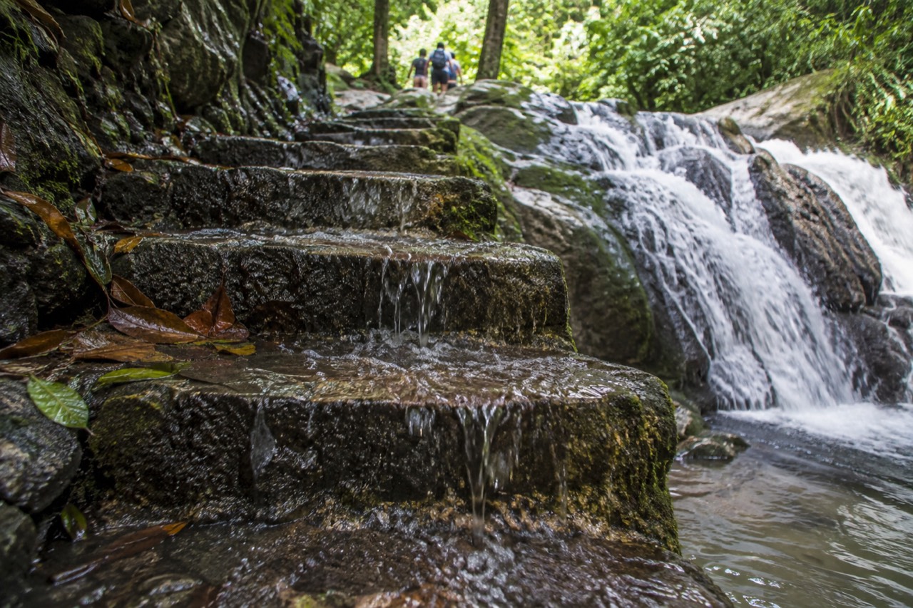 Wet stone steps beside a small rainforest waterfall