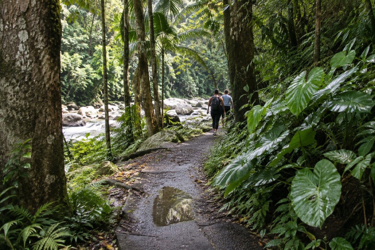 A narrow rainforest trail winding through tall green palms toward a rocky stream
