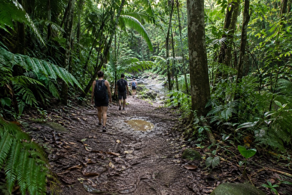 A wide rainforest path winding through giant ferns and tall trees in soft green light