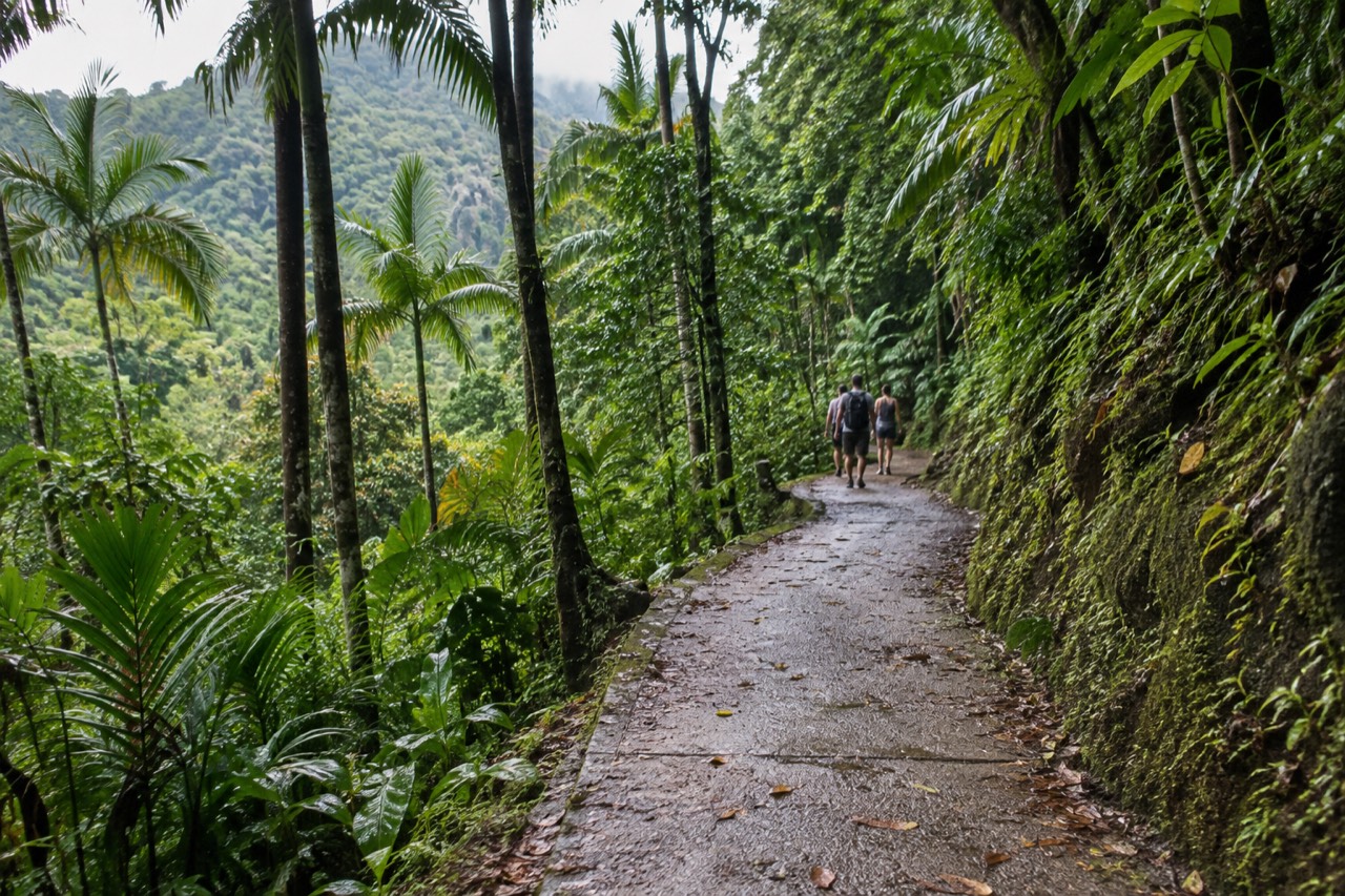 A paved rainforest trail curving through tall green palms on a mountainside in El Yunque National Forest