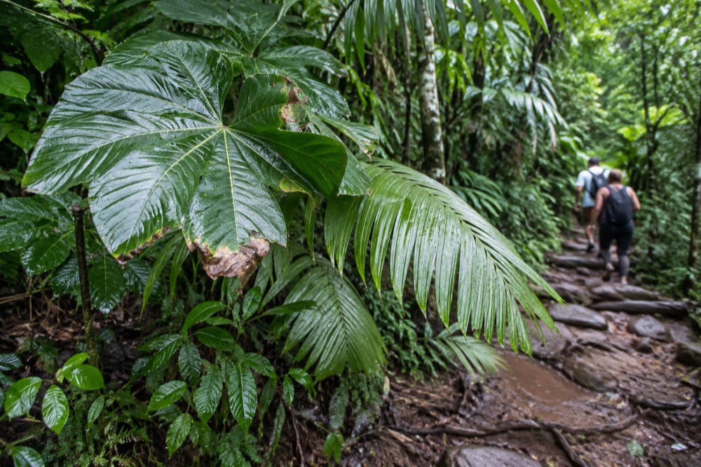 Close view of broad rainforest leaves covered in water droplets