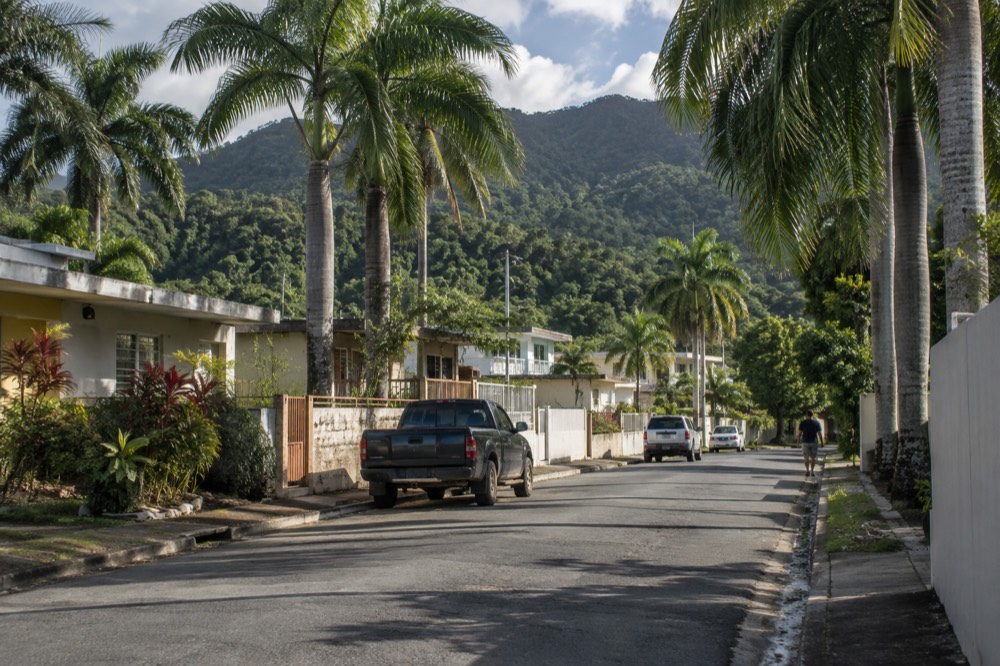 A quiet palm-lined road at the edge of a rainforest town