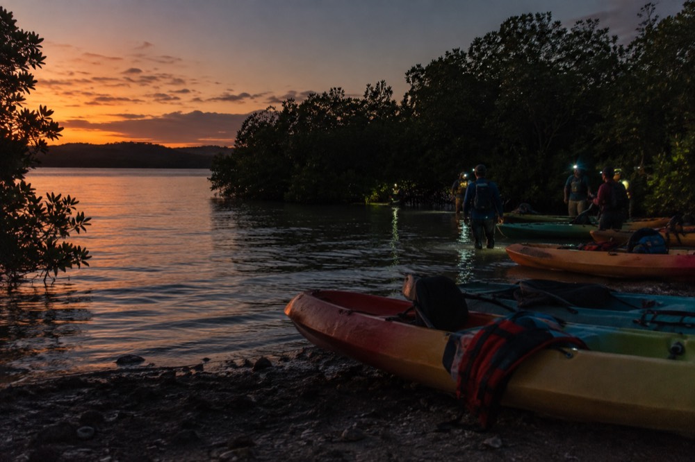 Kayaks lined up on a dark shore at dusk before a bioluminescent bay paddle