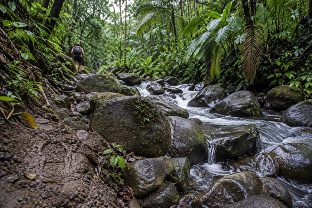 A mountain stream flowing over smooth rocks through green rainforest vegetation