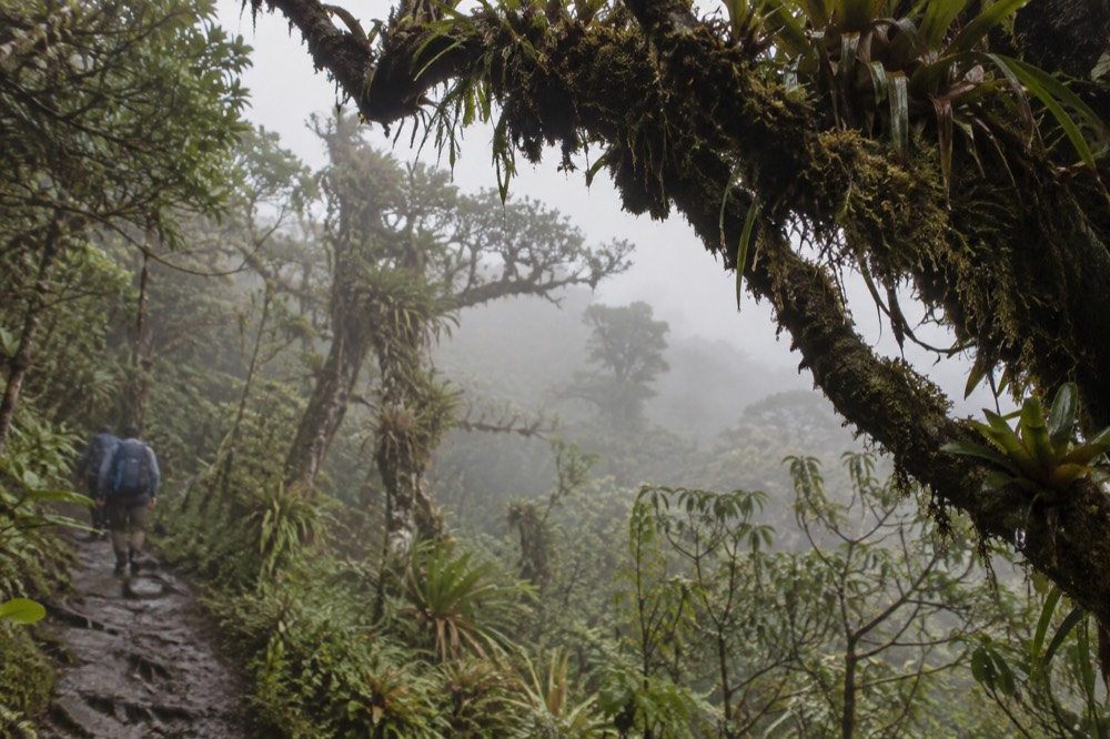 Cloud forest canopy wrapped in mist on a mountain ridge