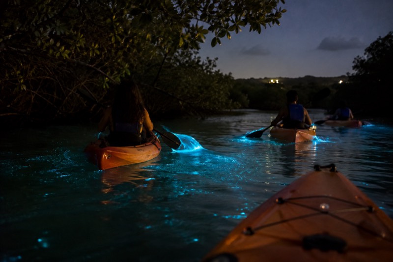 Forest and bio bay category card, showing a long El Yunque rainforest day ending with a night kayak paddle on a bioluminescent bay, the combo format for four twelve-hour tours listed here.