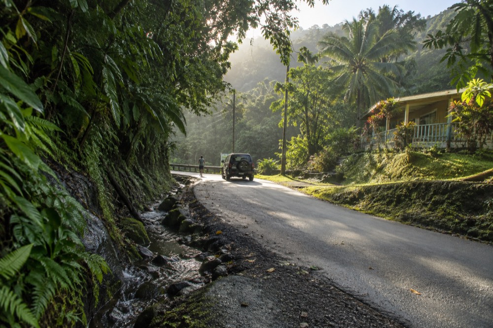 Forest road winding through dense green rainforest in morning light