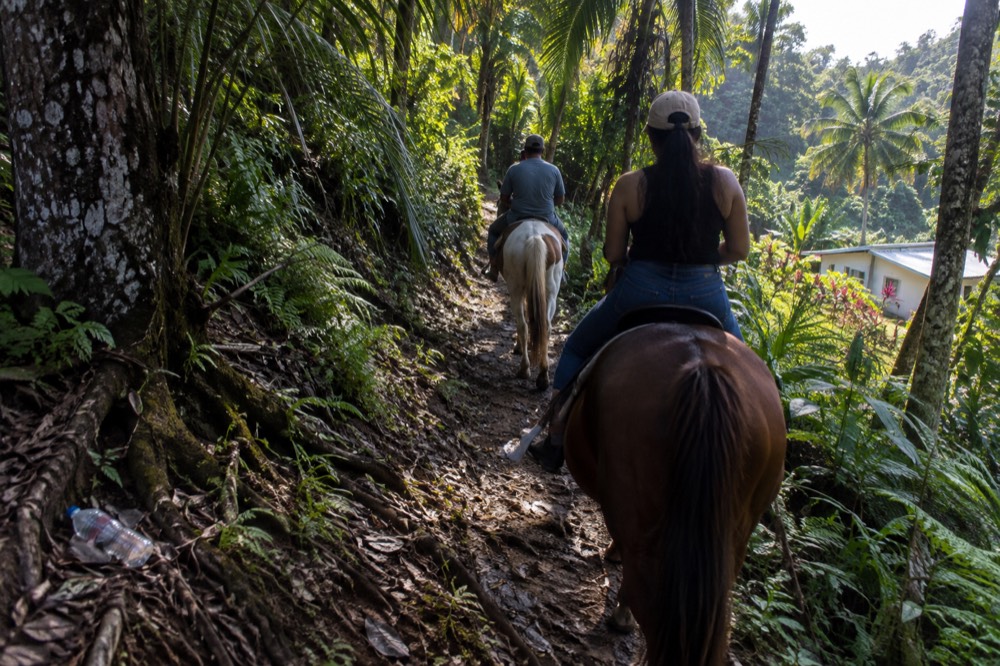 Horse trail winding through dense Caribbean forest foliage