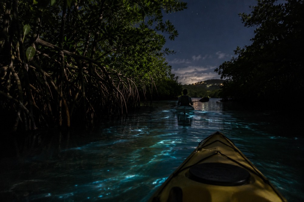 Mangrove channel at night with a kayak paddle trail through dark water.