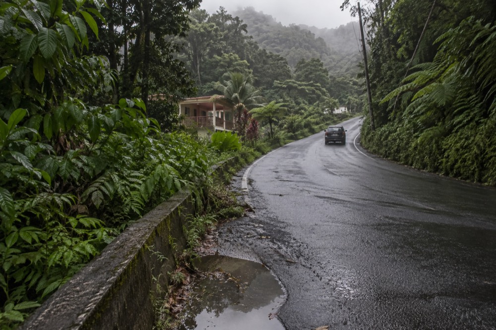 A forest road winding uphill through dense green rainforest