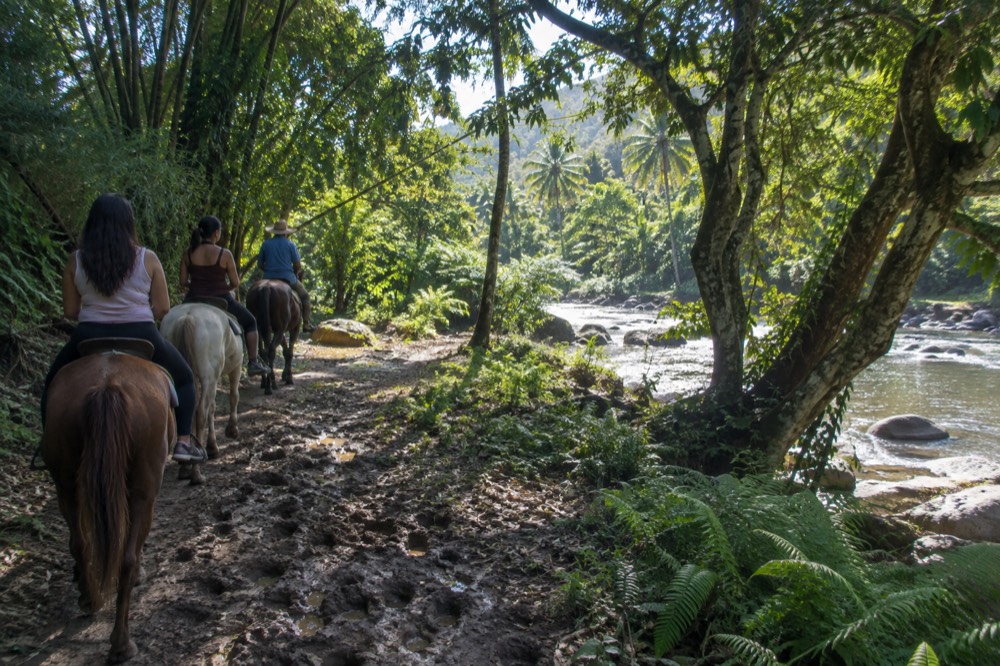 Riders on horseback following a guide along a tree-lined river path