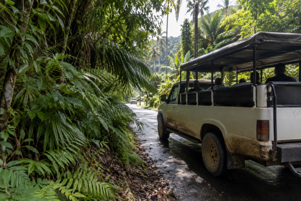 A parked open-air tour vehicle on a narrow road lined with dense tropical vegetation