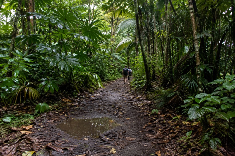 A hiker's view along a rainforest path lined with broad-leafed plants and tall trees