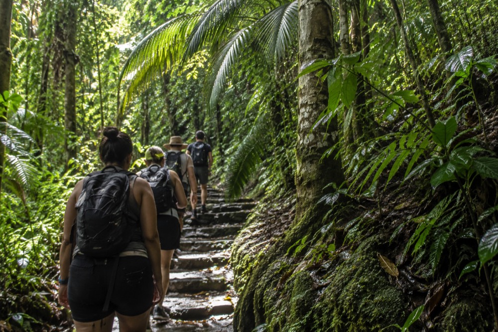 A small group of hikers following a guide along a shaded rainforest path