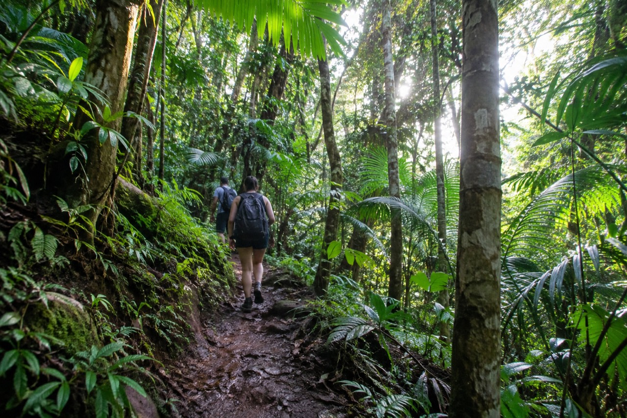 A narrow dirt trail winding through dense green rainforest ferns and mossy tree trunks