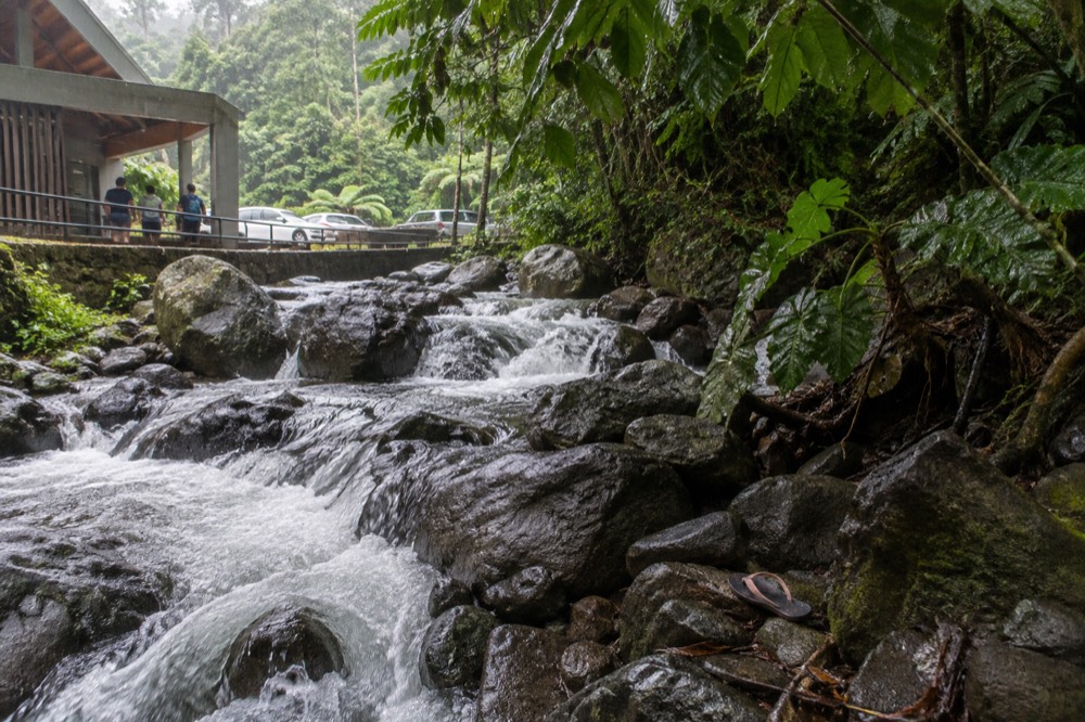 Water rushing over smooth dark rocks in a rainforest stream surrounded by green plants