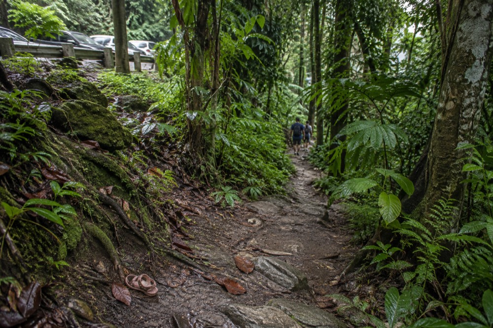 A narrow dirt trail winding through dense green rainforest under dripping leaves