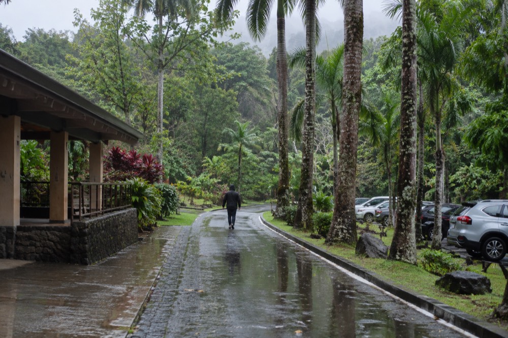 A person in a rain jacket walking a paved forest path lined with tall palms in drizzle