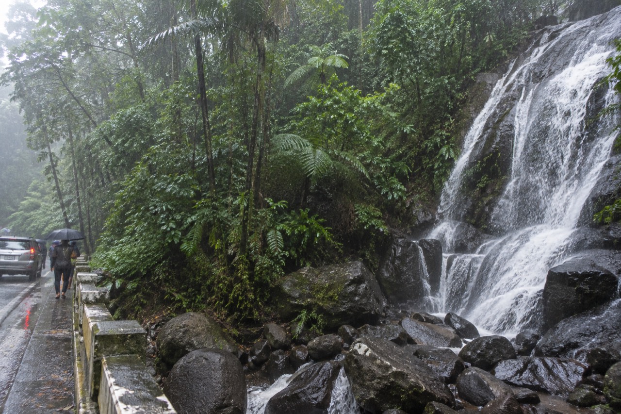 Rain falling on dense green rainforest canopy with water running over wet rocks