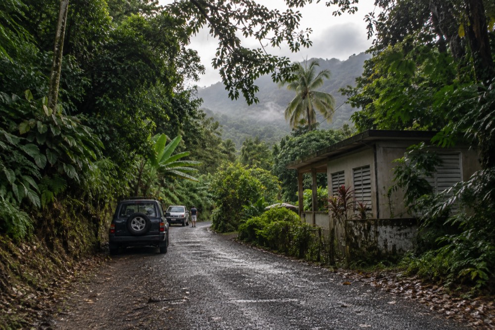 A narrow forest road with dense green foliage on both sides and a misty ridge in the background