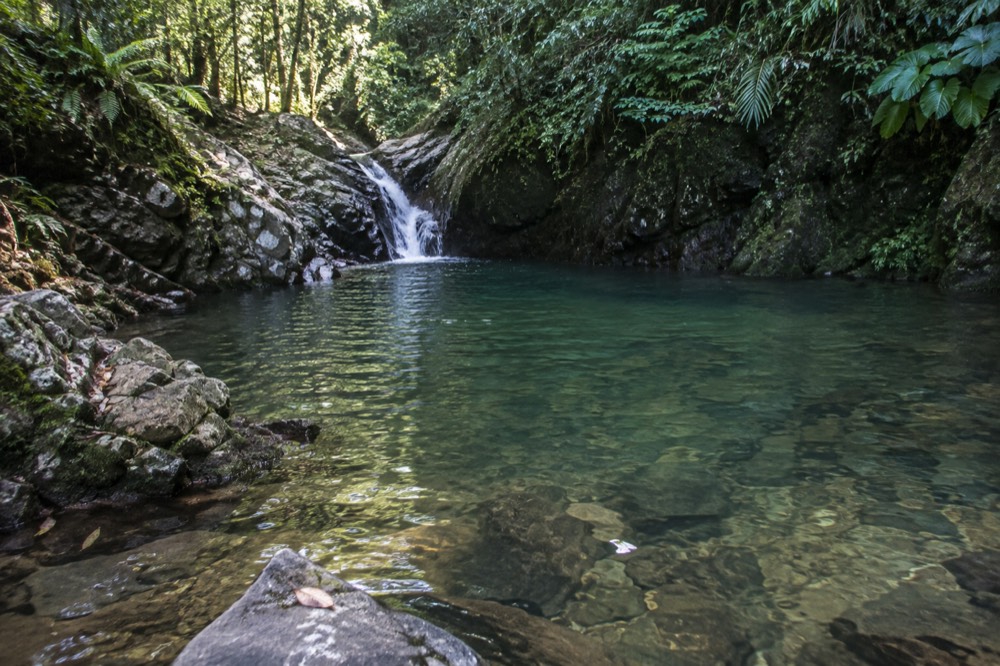 A rainforest pool with clear shallow water and rocks at the edge