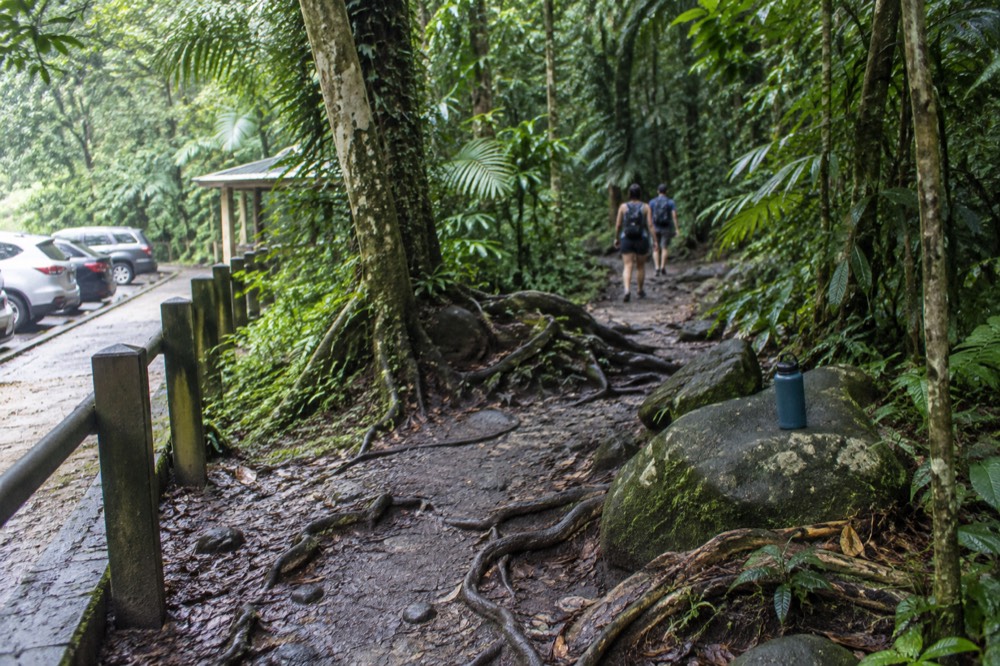 A trailhead sign and a forest path leading into thicker rainforest
