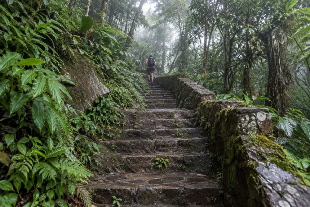 Wet stone steps climbing through dense green cloud forest on a mountain trail