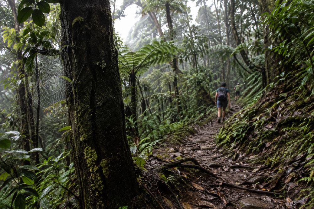 A narrow dirt trail winding through dense wilderness forest on a remote mountainside