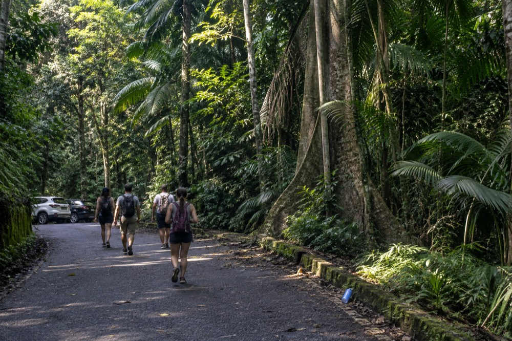 Group of hikers walking a paved trail through tall palm and broadleaf rainforest