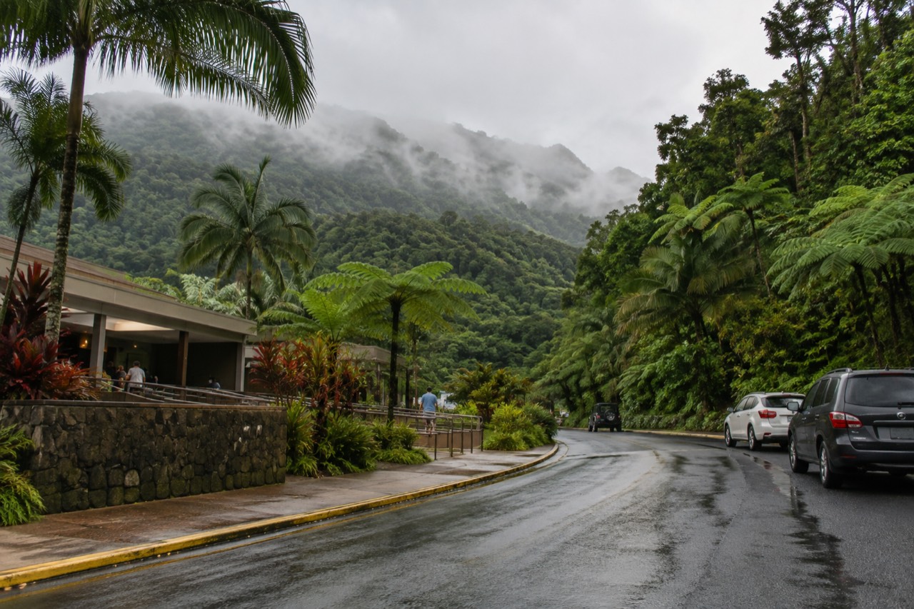 Winding road through dense green rainforest with mist on the mountains