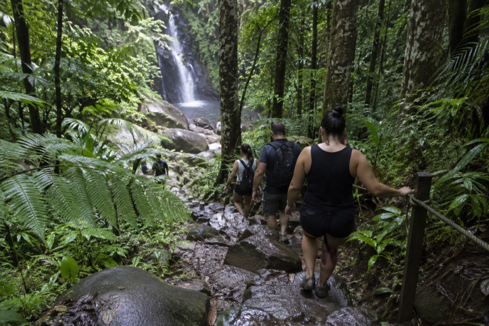 A guided group walking a narrow rainforest trail lined with ferns and tall trees