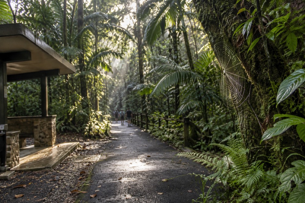 Sunlight filtering through tall palm trees on a rainforest trail