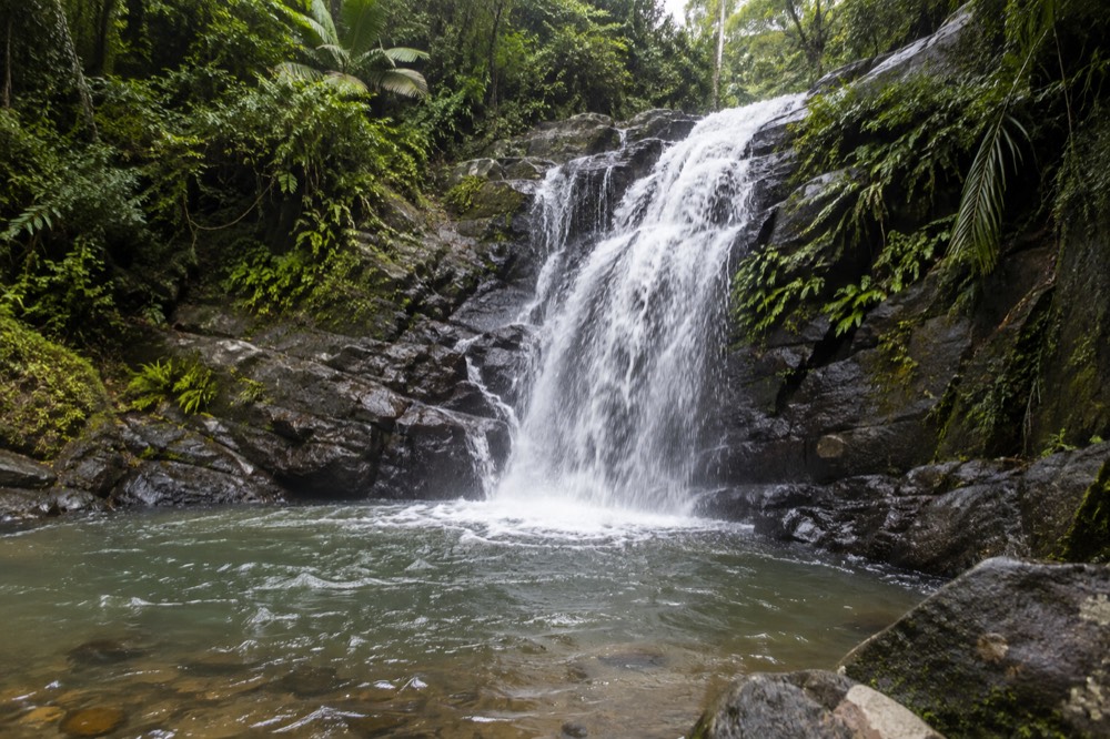 A narrow cascade falling over dark rock ledges into a shallow pool ringed by ferns