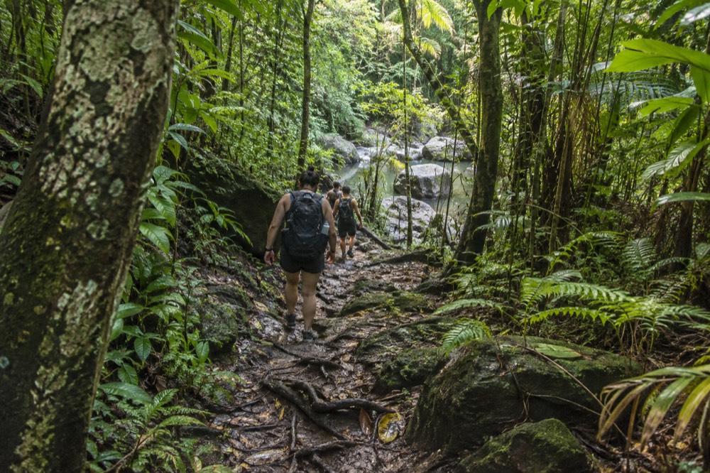A small group of hikers on a narrow dirt trail through tall rainforest vegetation