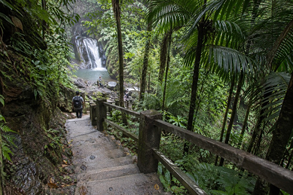 Winding concrete stairs descending through tall palm and broadleaf rainforest