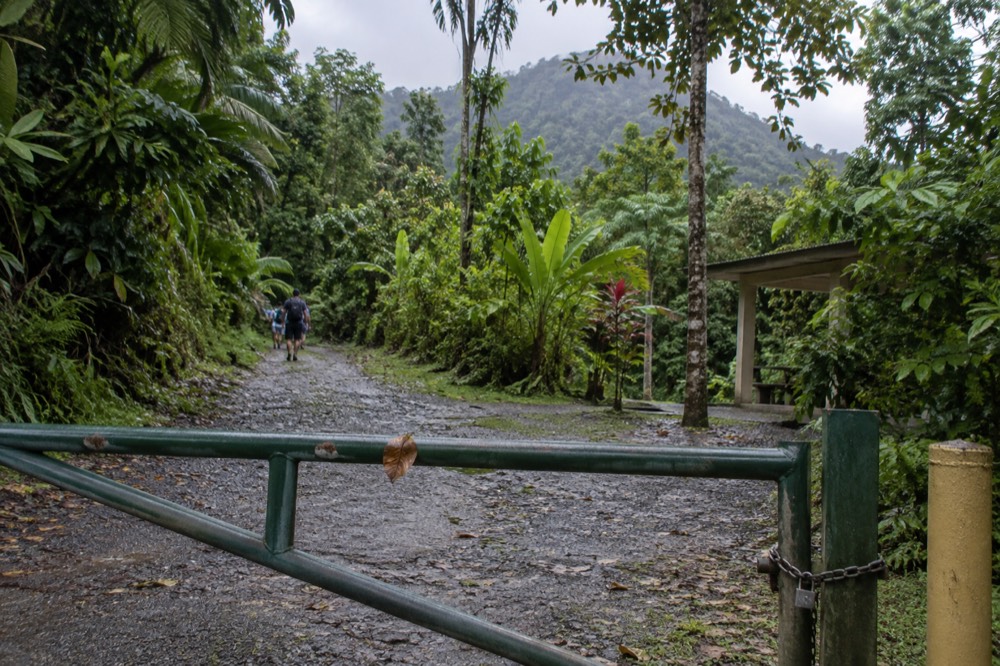 A closed trailhead gate with a forest service information sign in dense green vegetation