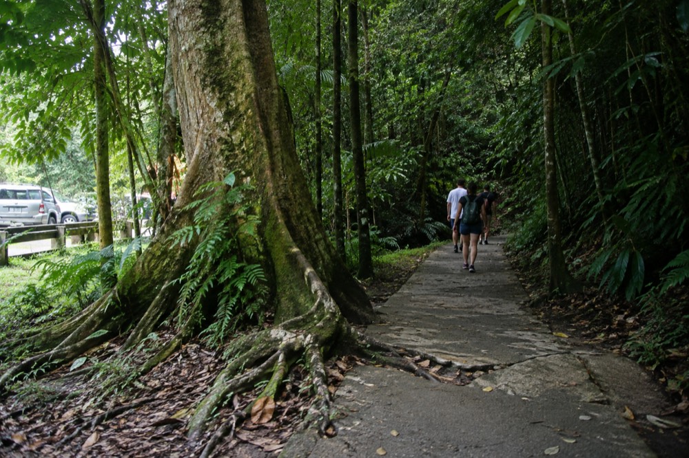 A dense tabonuco forest canopy with a paved trail curving into the green