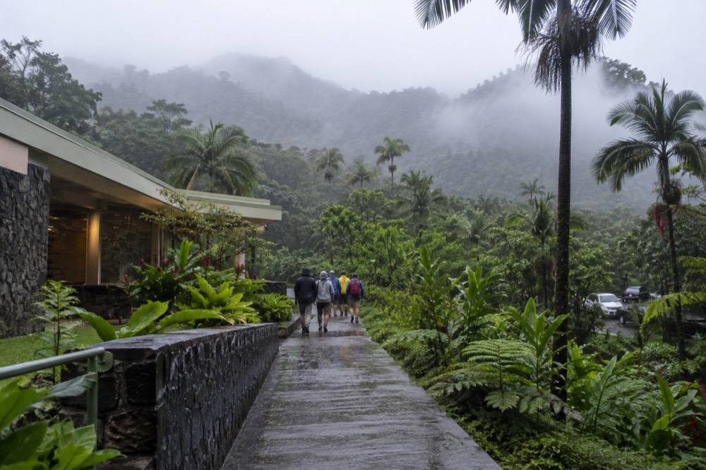 Small group of visitors walking with a guide along a rainforest trail