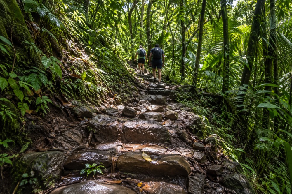 A small group of hikers walking a wet stone trail under a tall green rainforest canopy